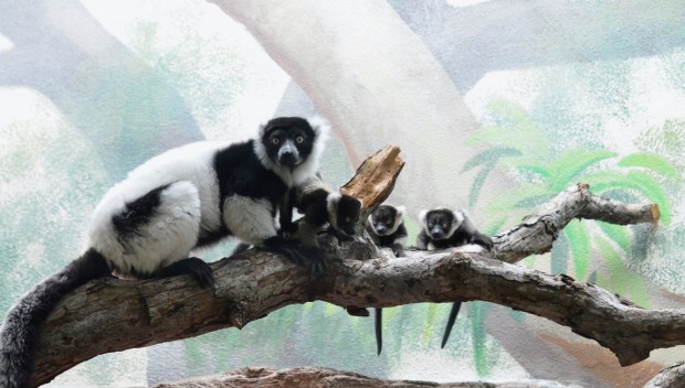 Ruffled Lemur